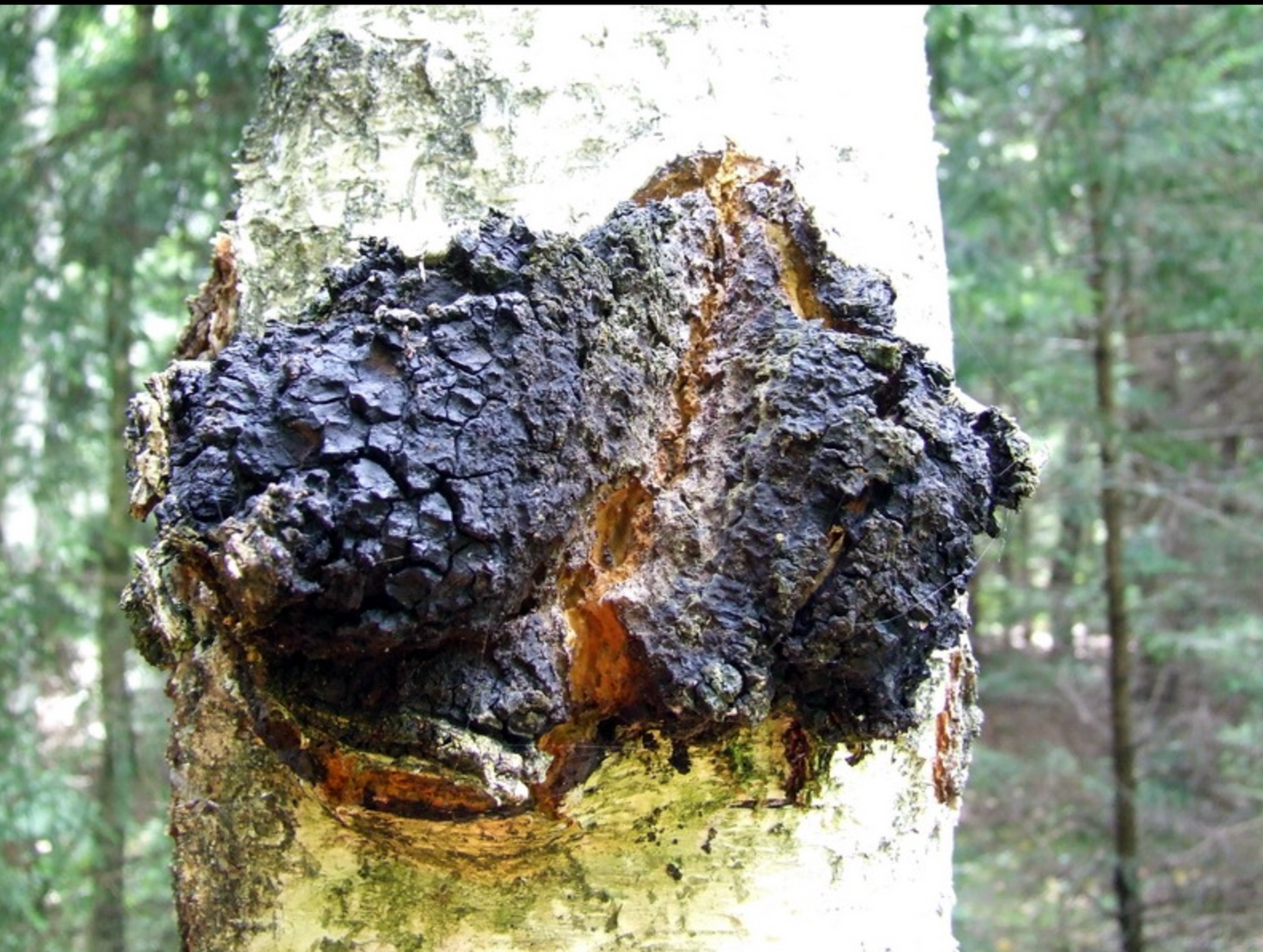 Chaga Mushroom, Organic
