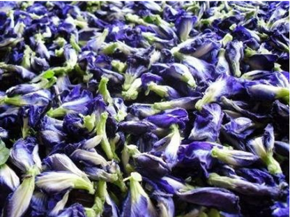 Butterfly Pea Tendrils